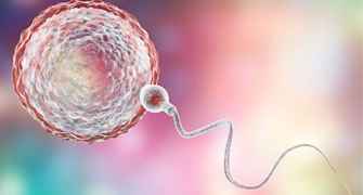EMBRYO-TRANSFER