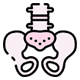 pelvic